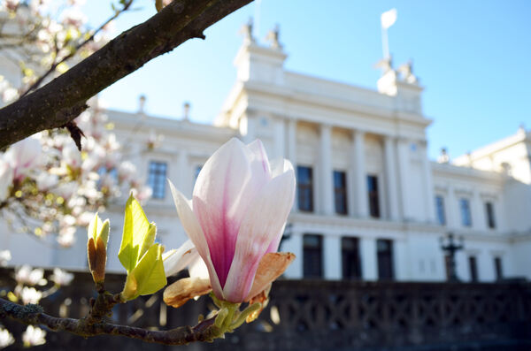 Flower in front of Lund University Main Building. Photo.